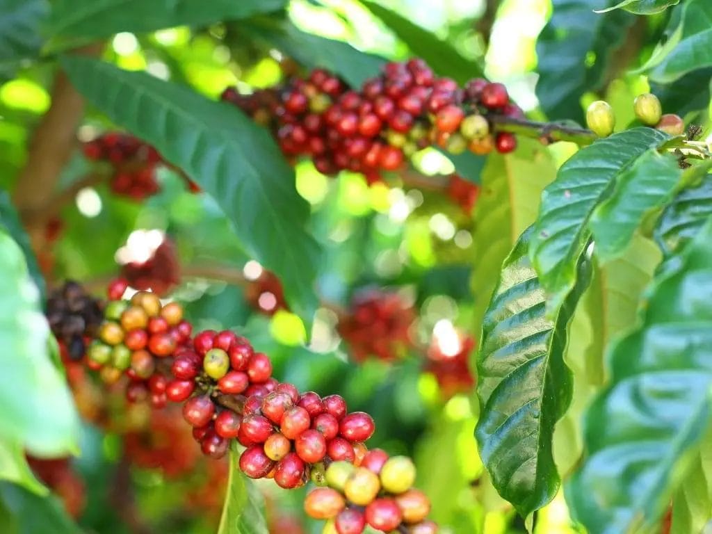 Vietnam producteur de café