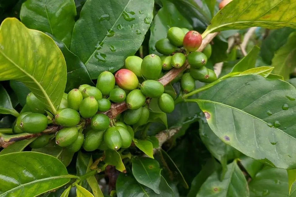 Le café en grain biologique : un choix éthique et gustatif 1